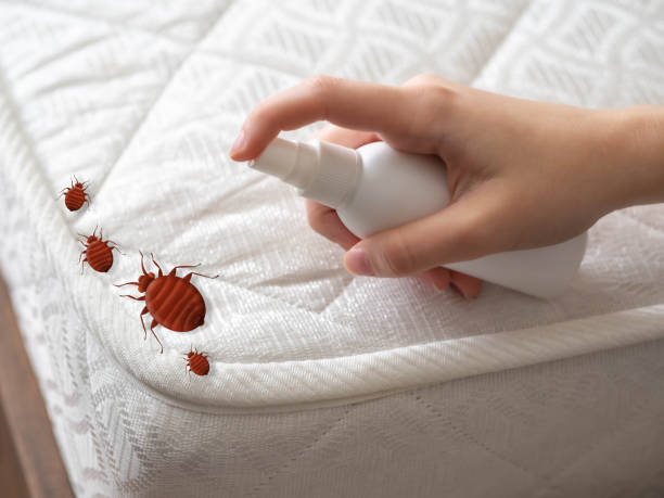 Insect Control in Red Lake, AZ
